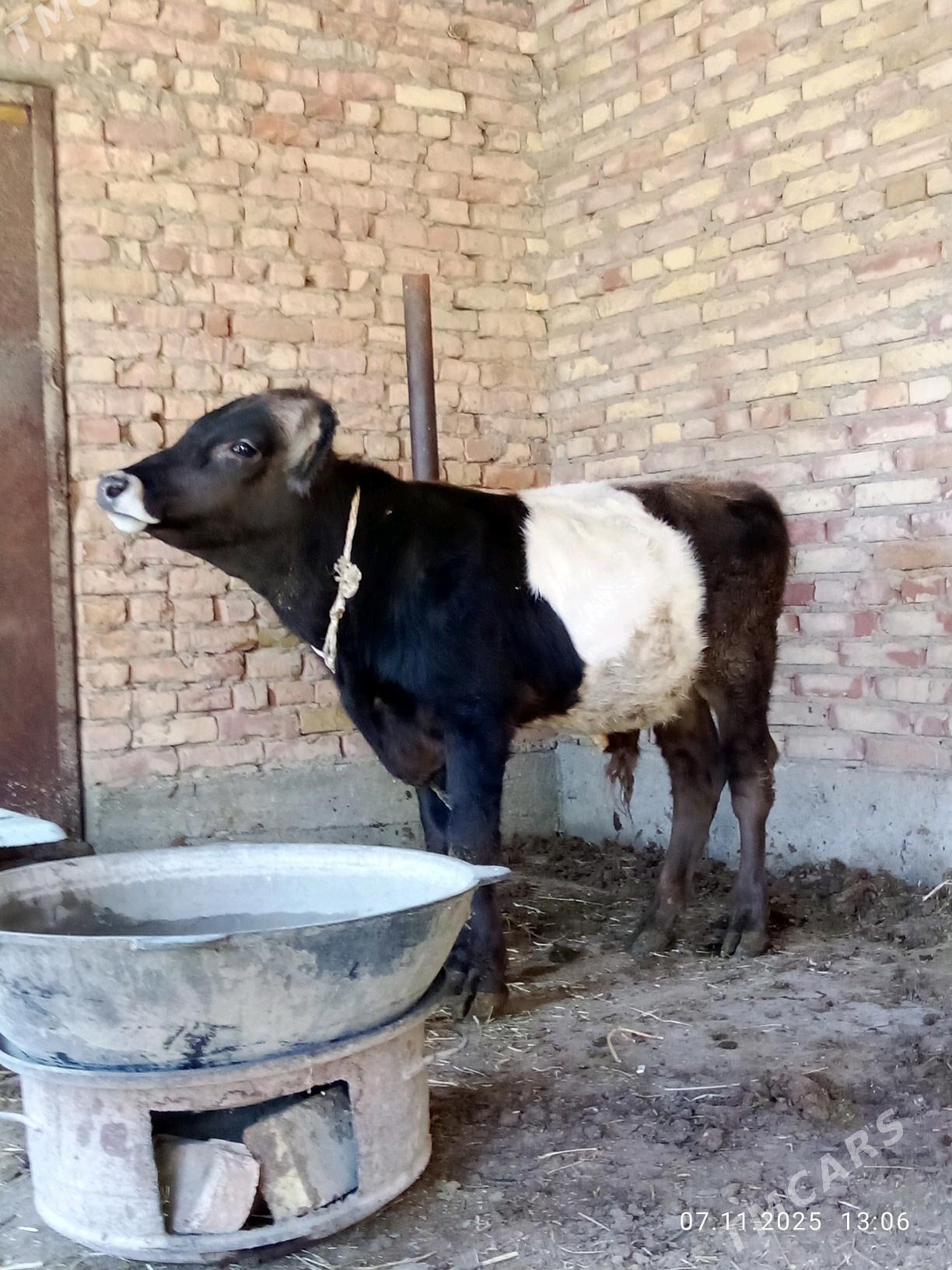 Öküz Gibrit Tohum 8 aýlyk - Gökdepe - img 10