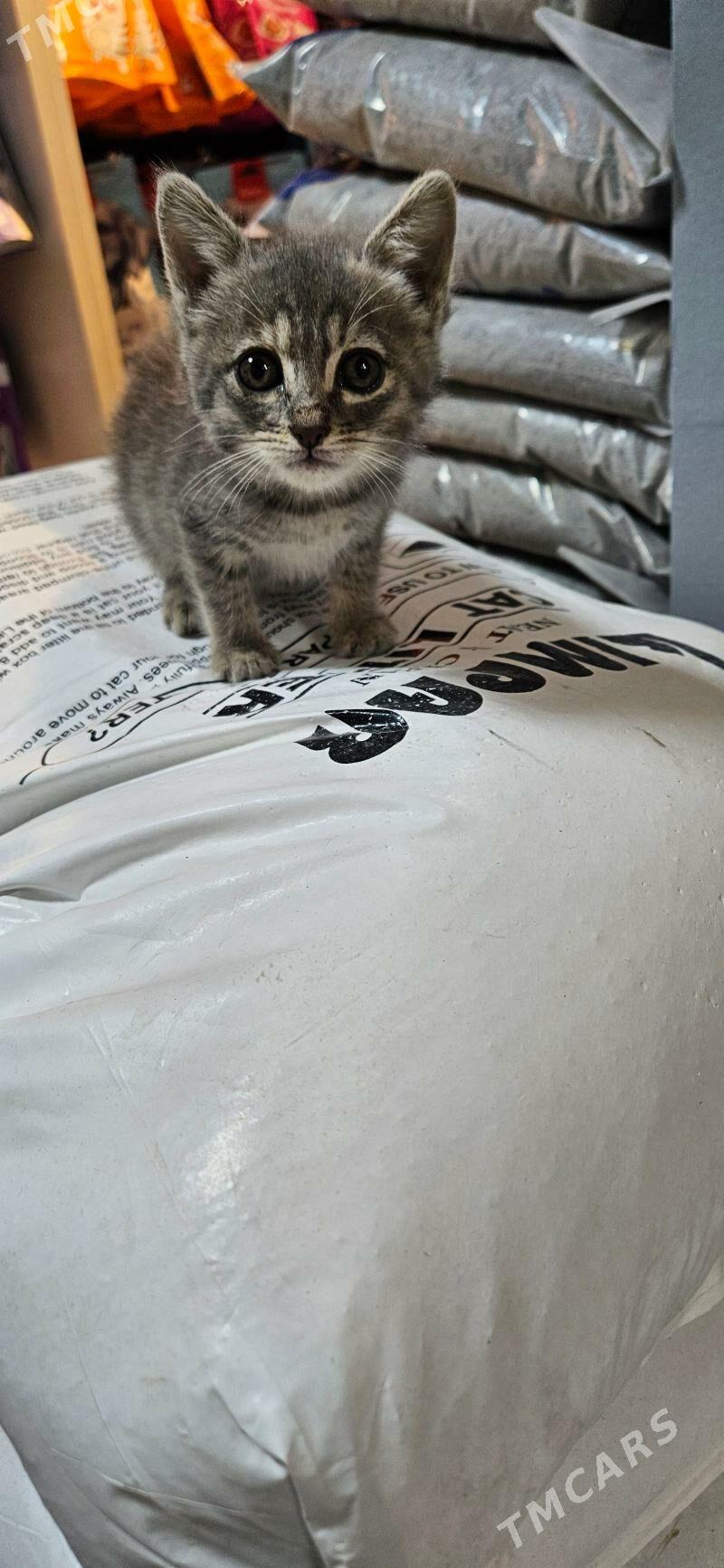 котята - Aşgabat - img 1