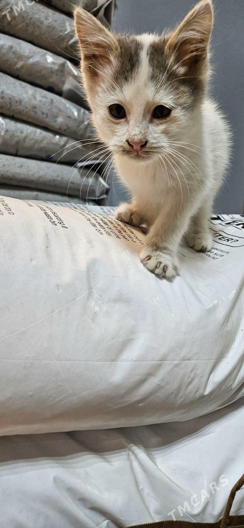 котята - Aşgabat - img 2