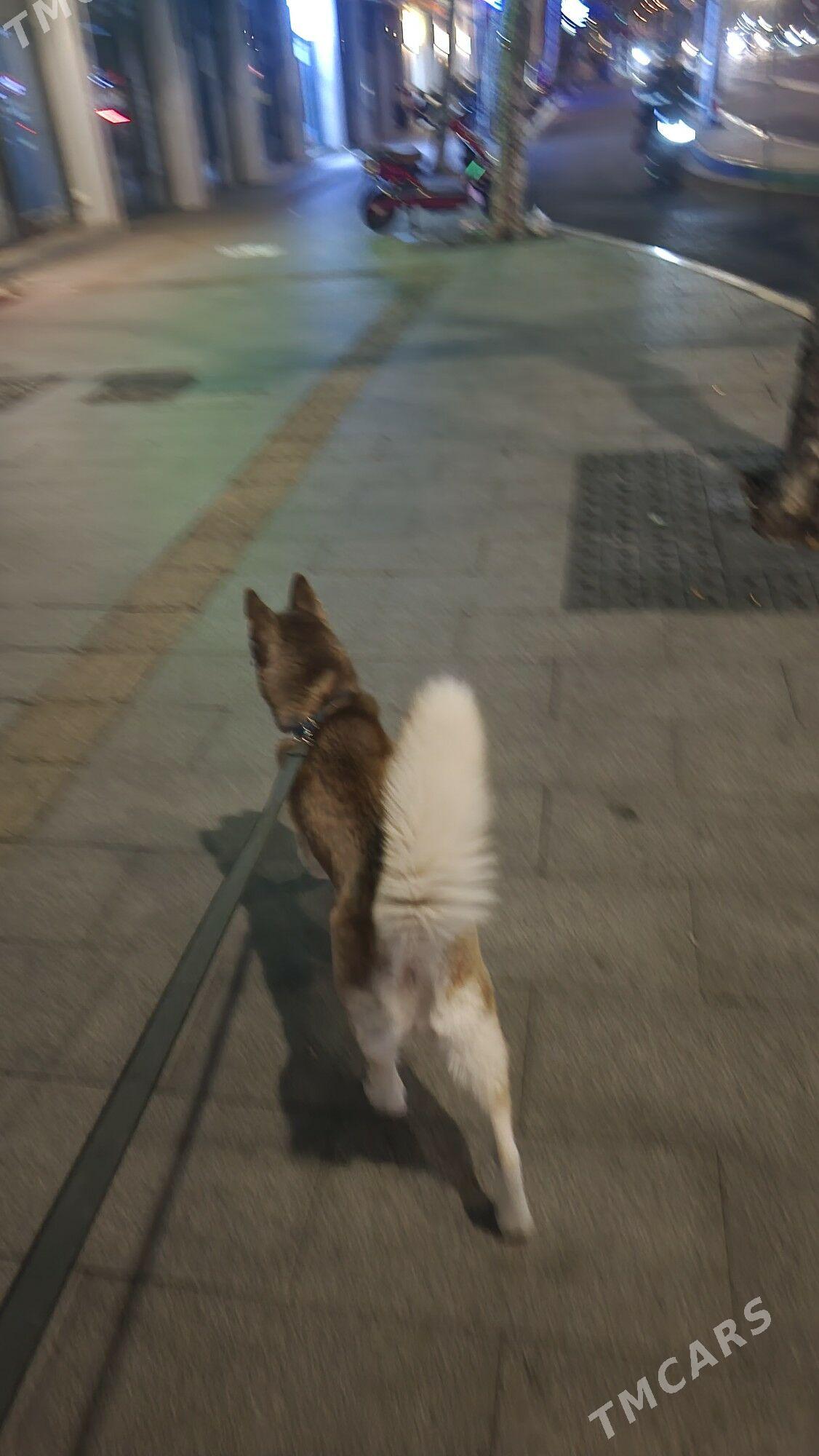 Собака хаски - Ашхабад - img 4