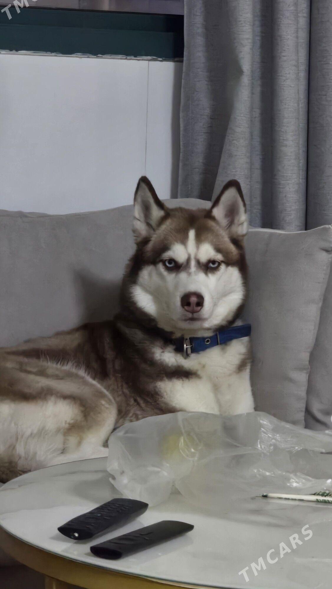 Собака хаски - Ашхабад - img 3