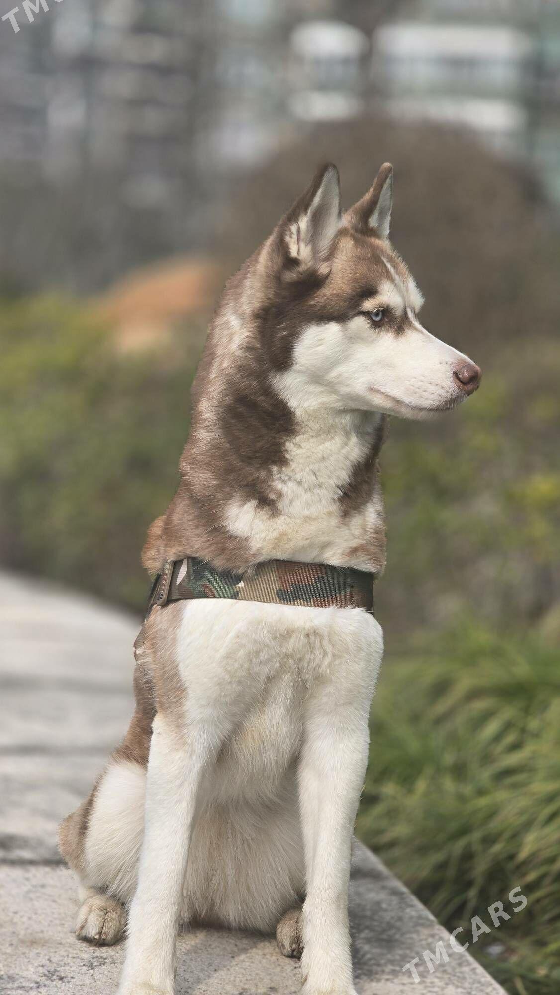 Собака хаски - Ашхабад - img 2