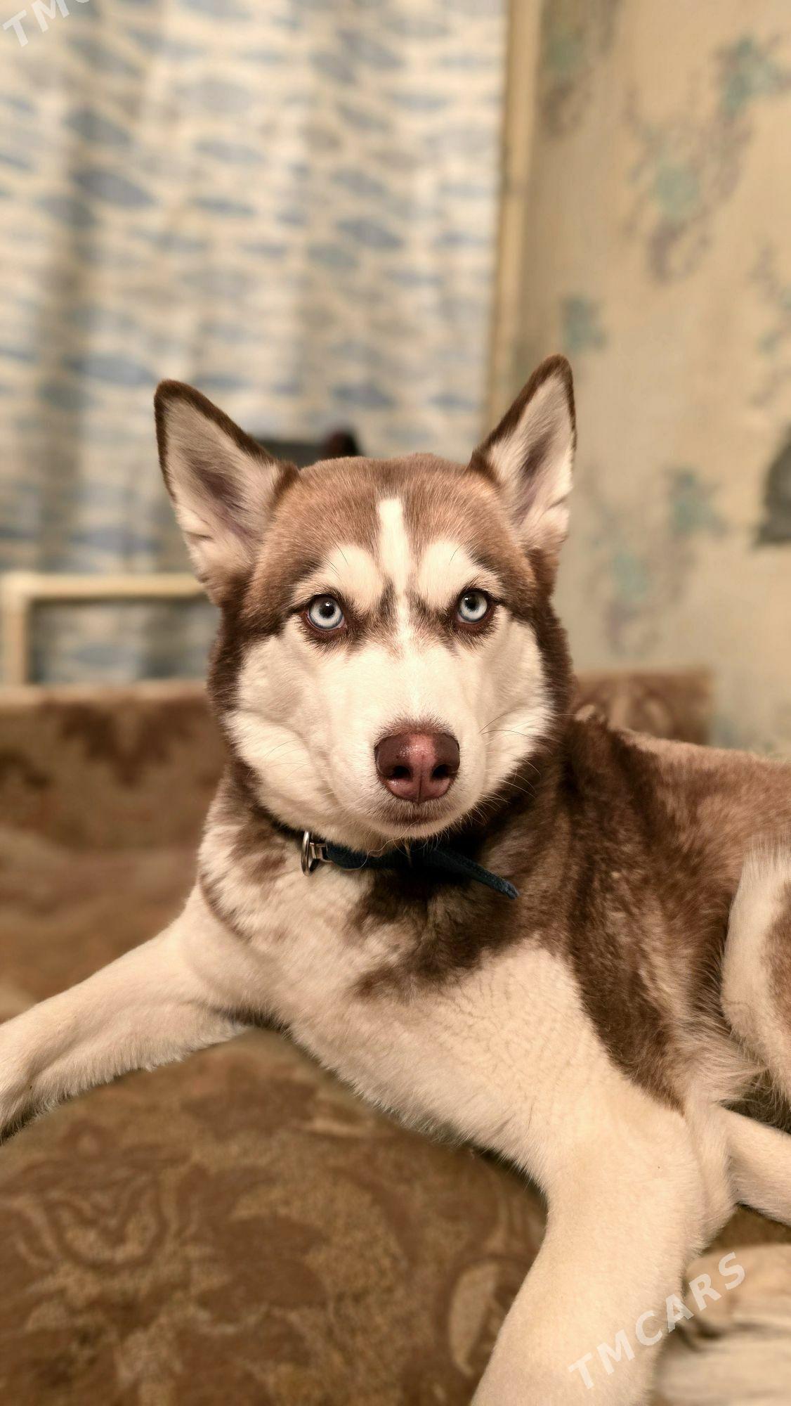 Собака хаски - Ашхабад - img 5