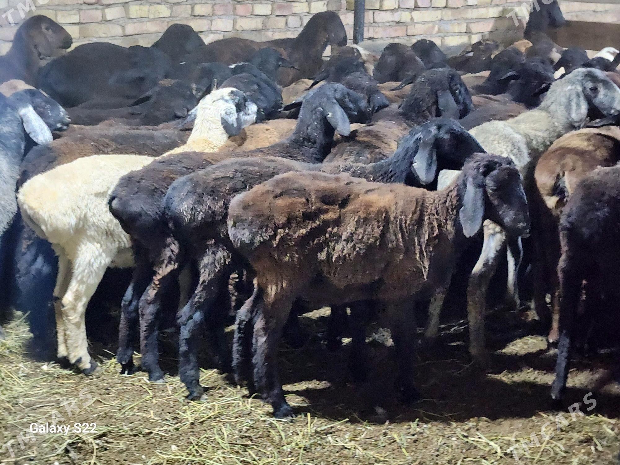 Гисар токлы - Туркменабат - img 1