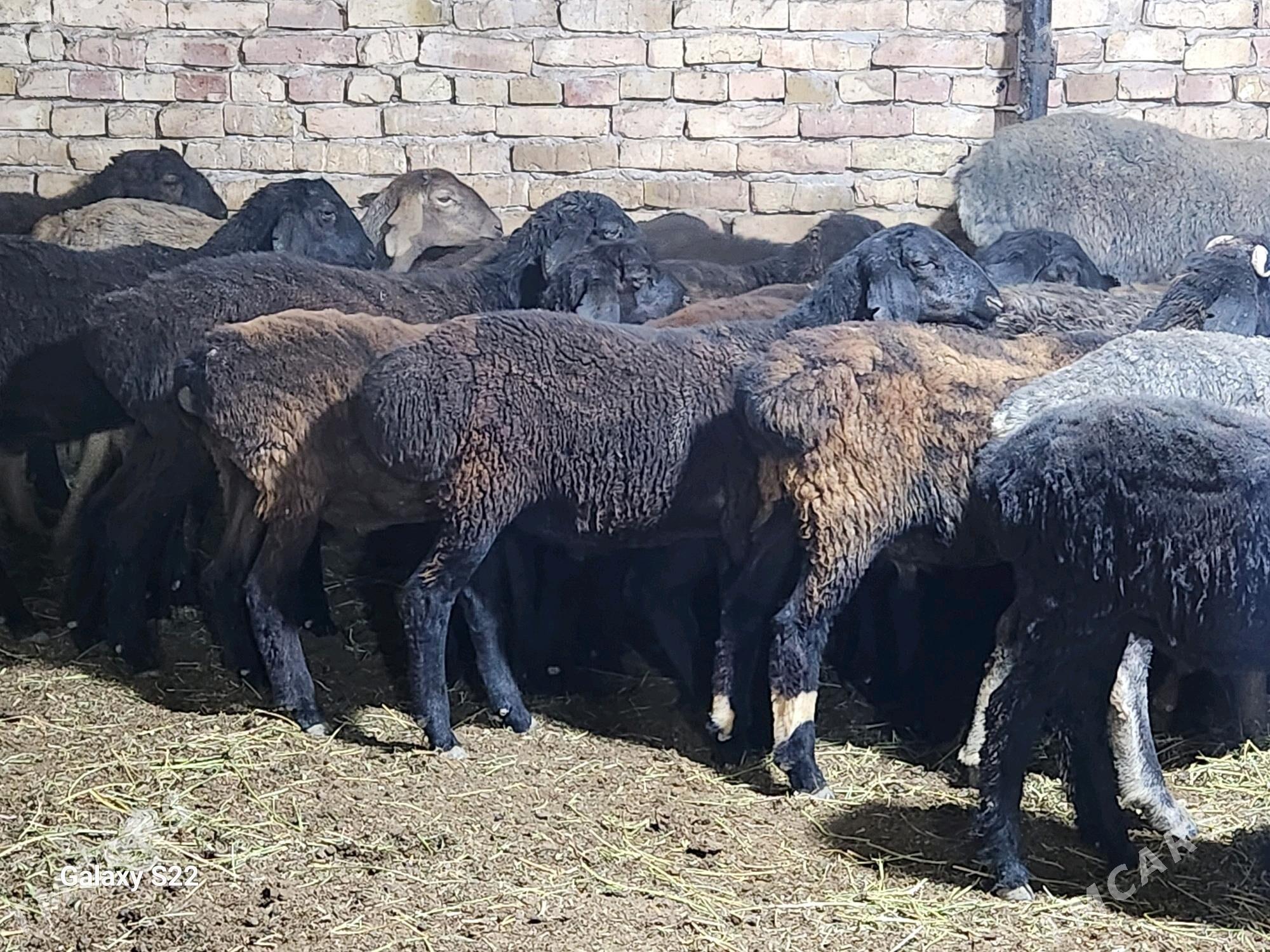 Гисар токлы - Туркменабат - img 2