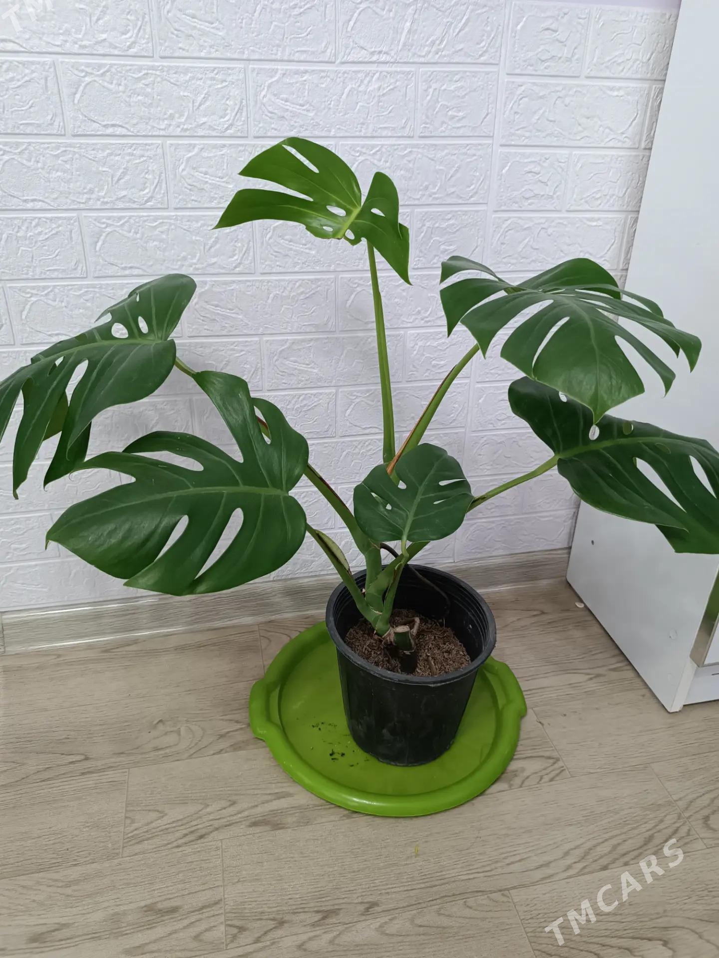 МОНСТЕРА - Aşgabat - img 1