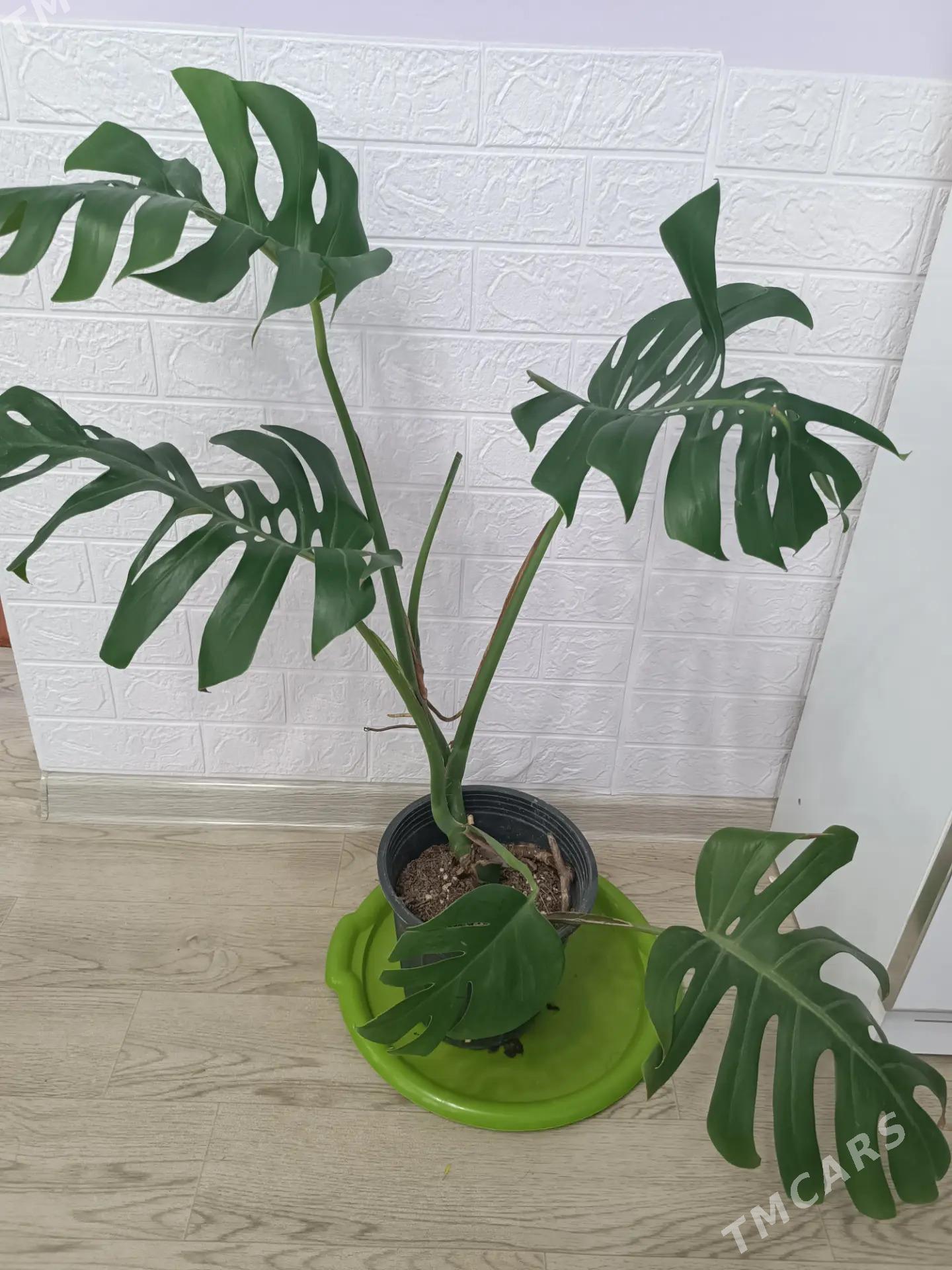 МОНСТЕРА - Aşgabat - img 2