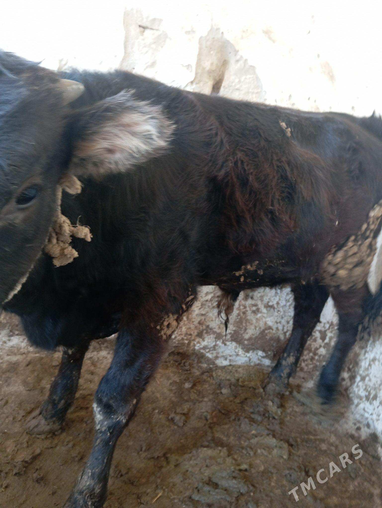 Ökuz - Gyzylarbat - img 1