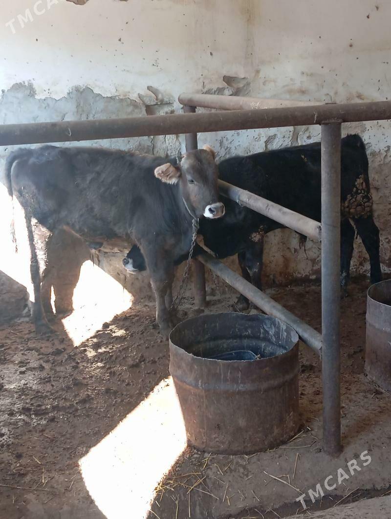 Ökuz - Gyzylarbat - img 2