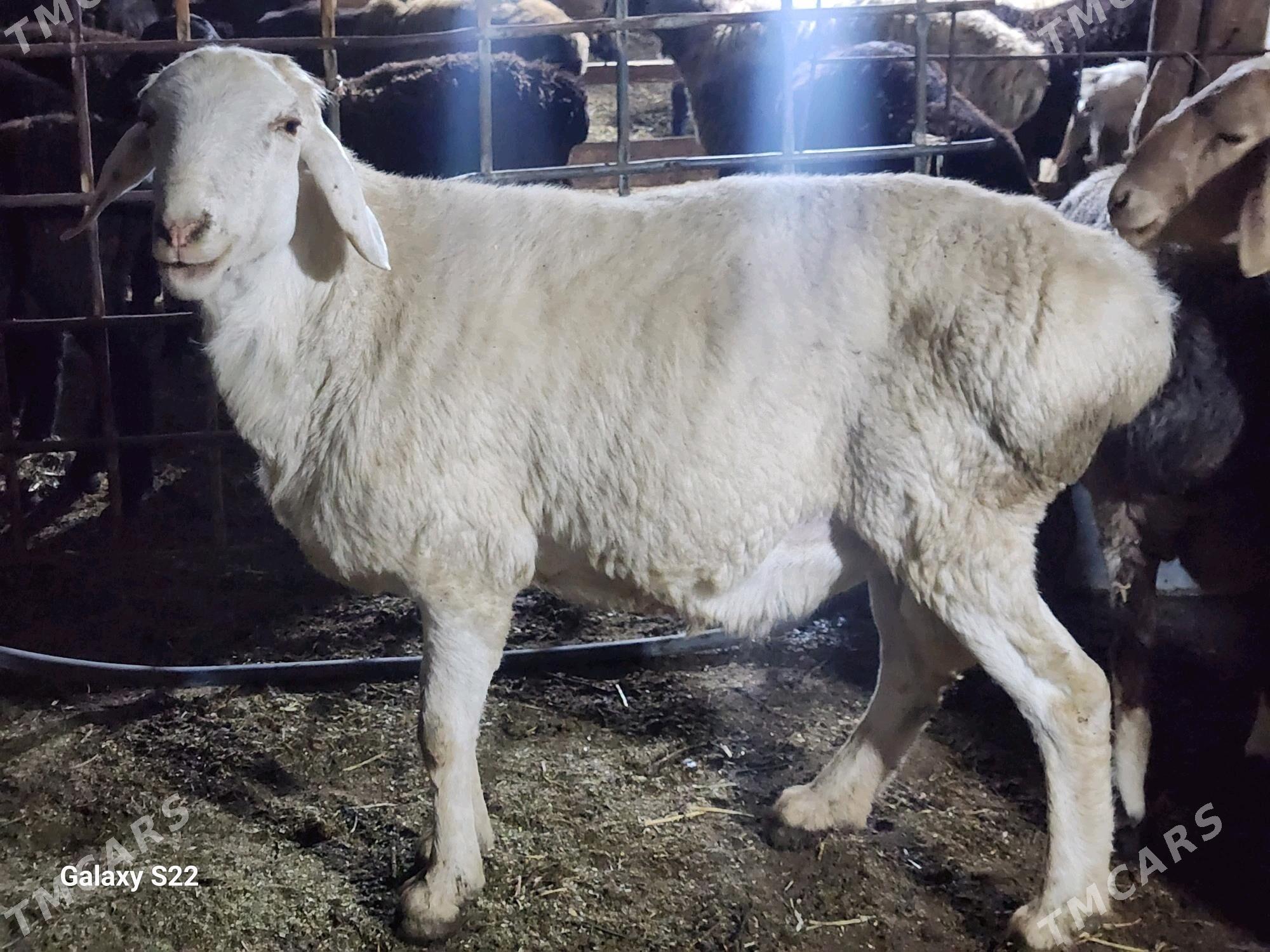 Гисар ...Арашан - Туркменабат - img 1