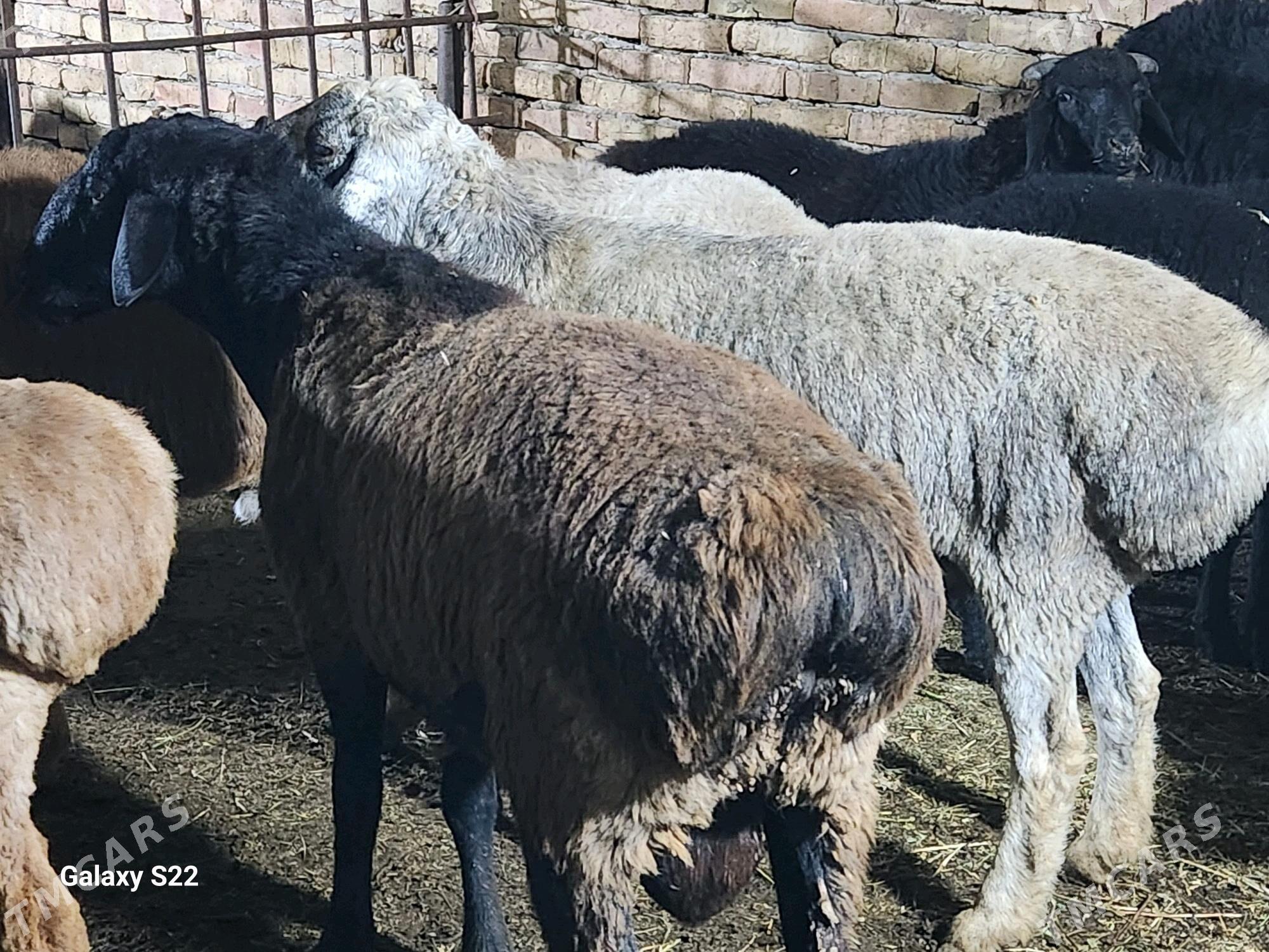 Гисар ...Арашан - Туркменабат - img 3