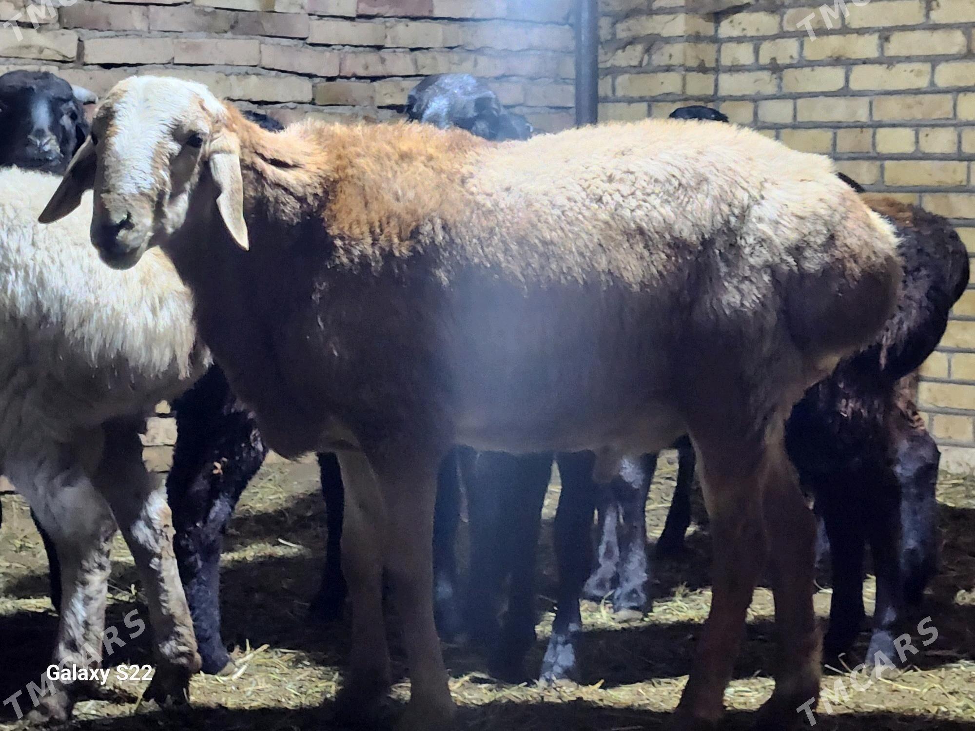 Гисар ...Арашан - Туркменабат - img 6