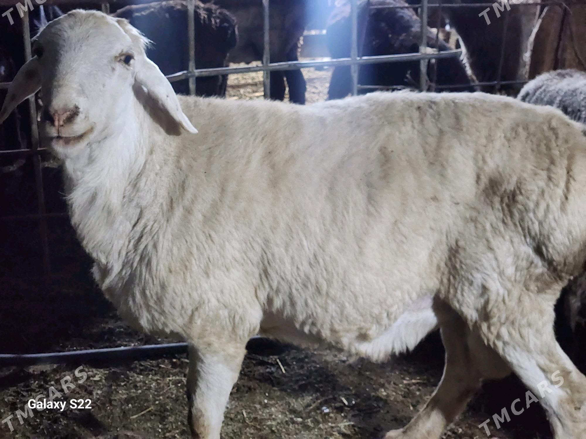 Гисар ...Арашан - Туркменабат - img 5