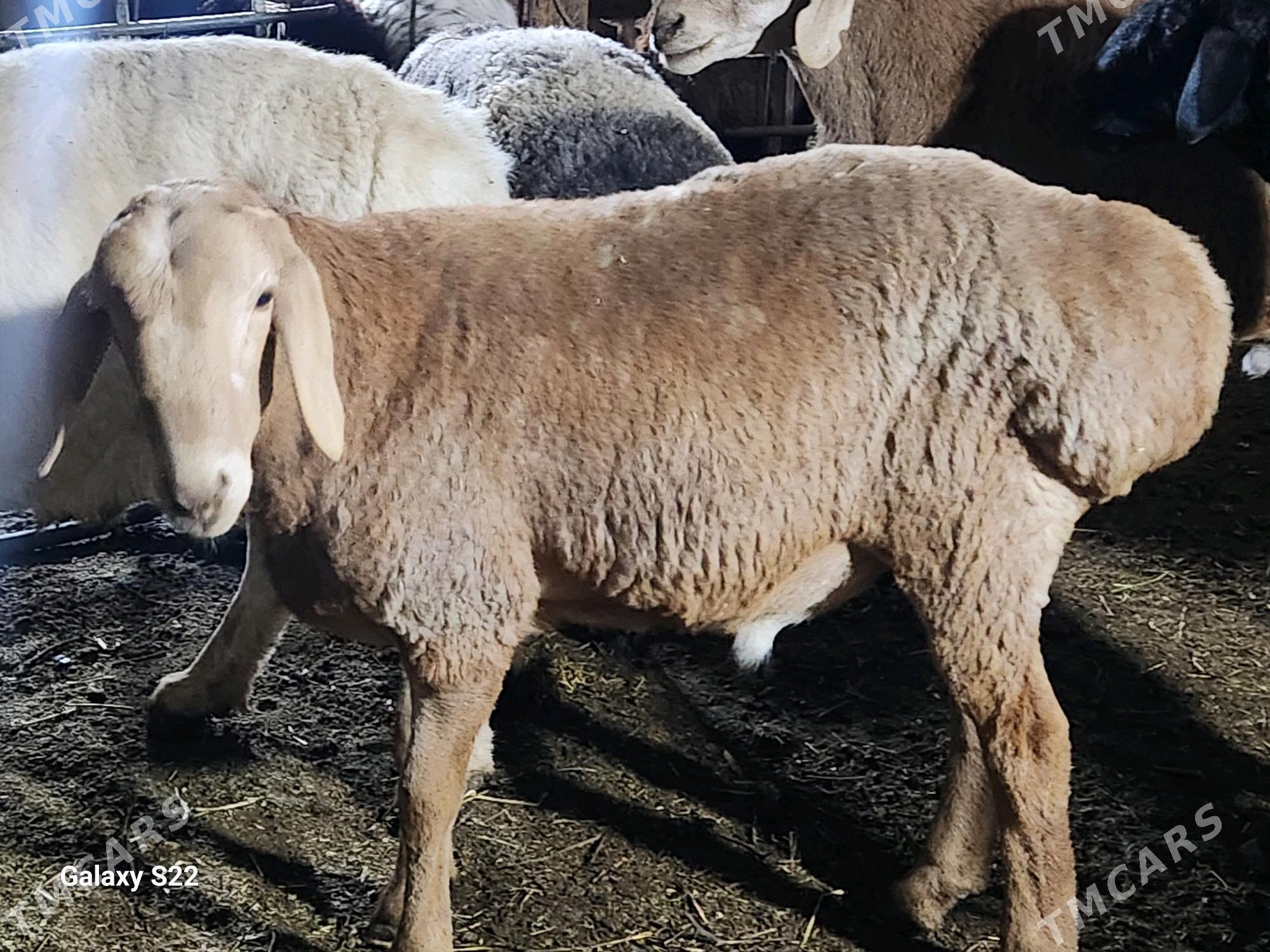 Гисар ...Арашан - Туркменабат - img 4