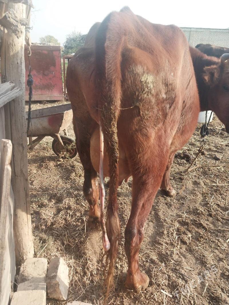 Göleli sygyr - Векильбазар - img 3