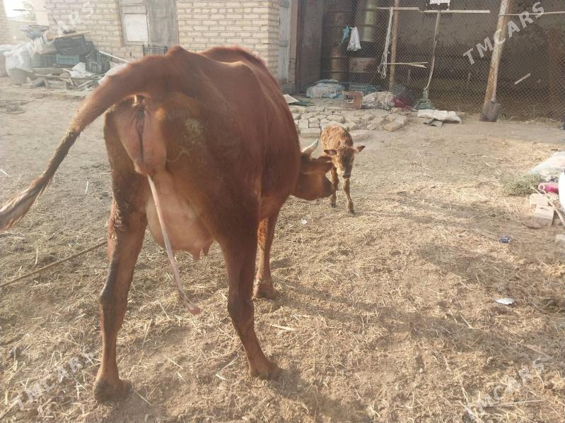 Göleli sygyr - Векильбазар - img 4