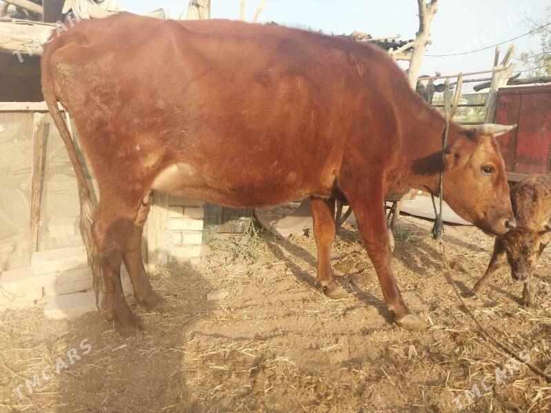 Göleli sygyr - Векильбазар - img 2