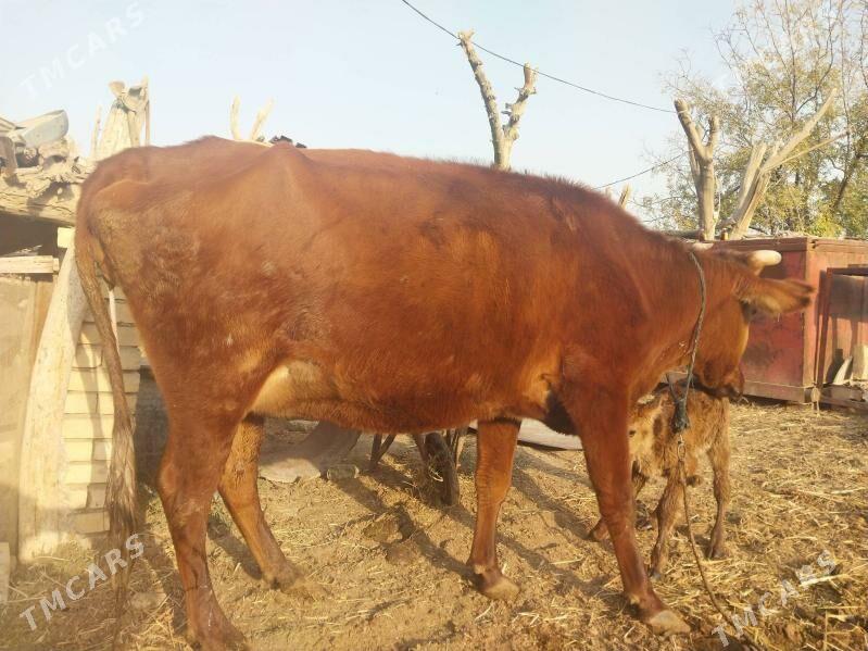 Göleli sygyr - Векильбазар - img 5