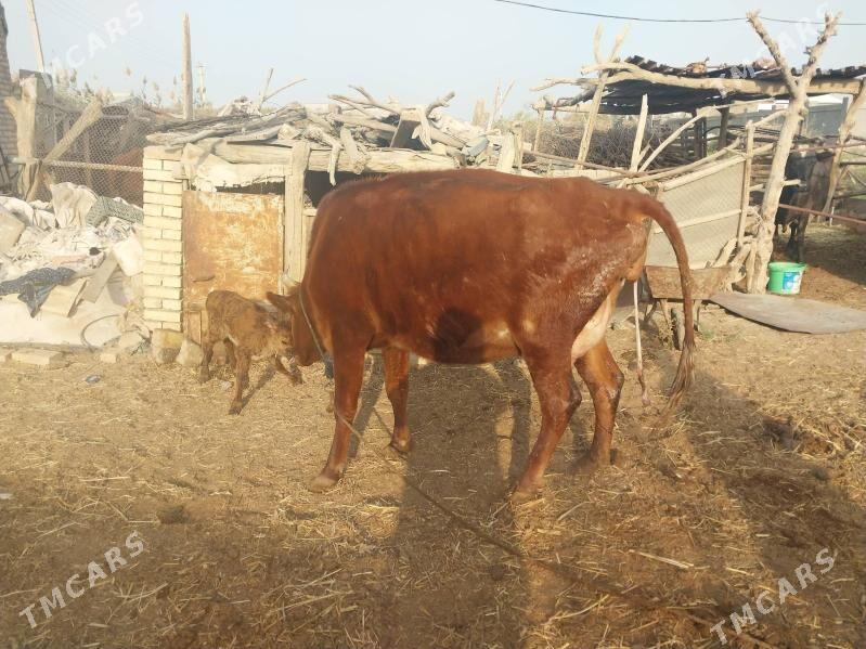 Göleli sygyr - Векильбазар - img 1