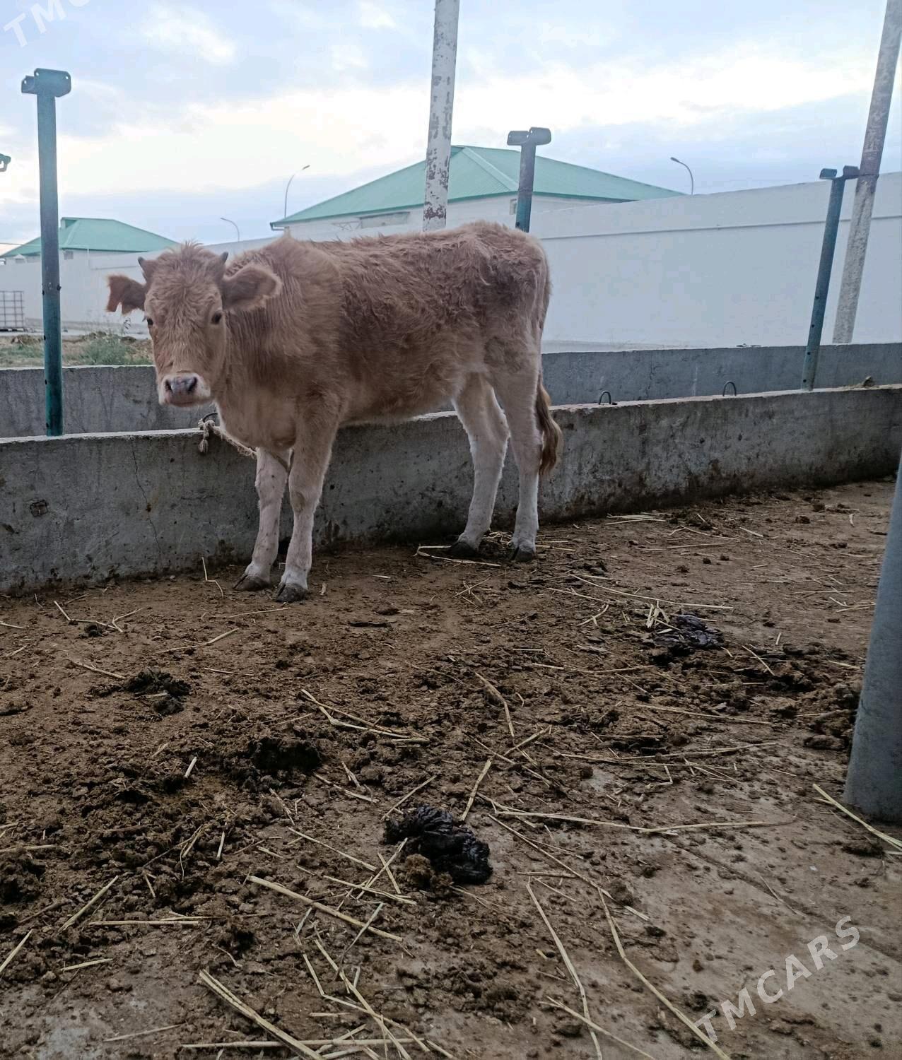 Tüwe - Gökdepe - img 3