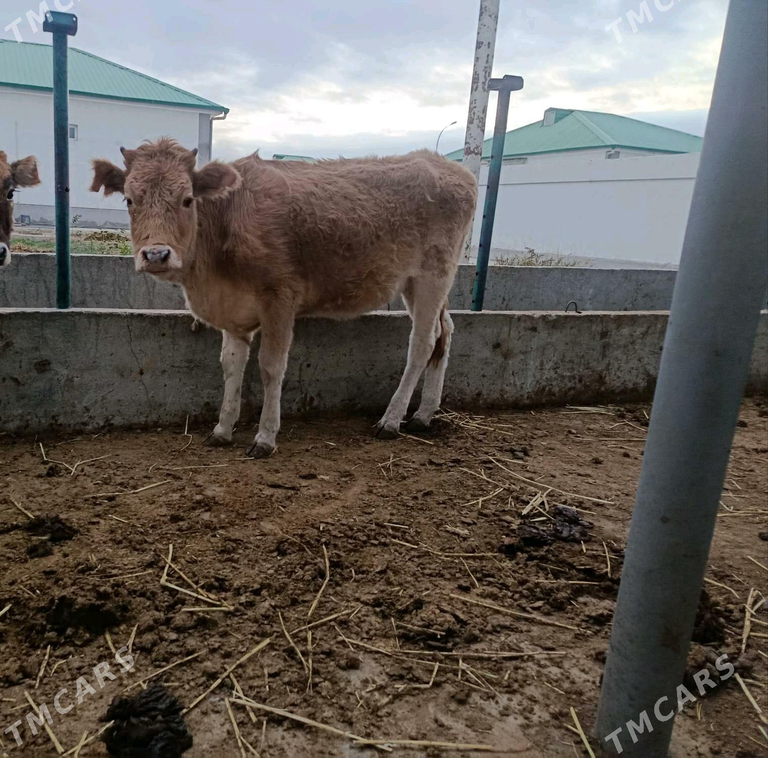 Tüwe - Гёкдепе - img 1