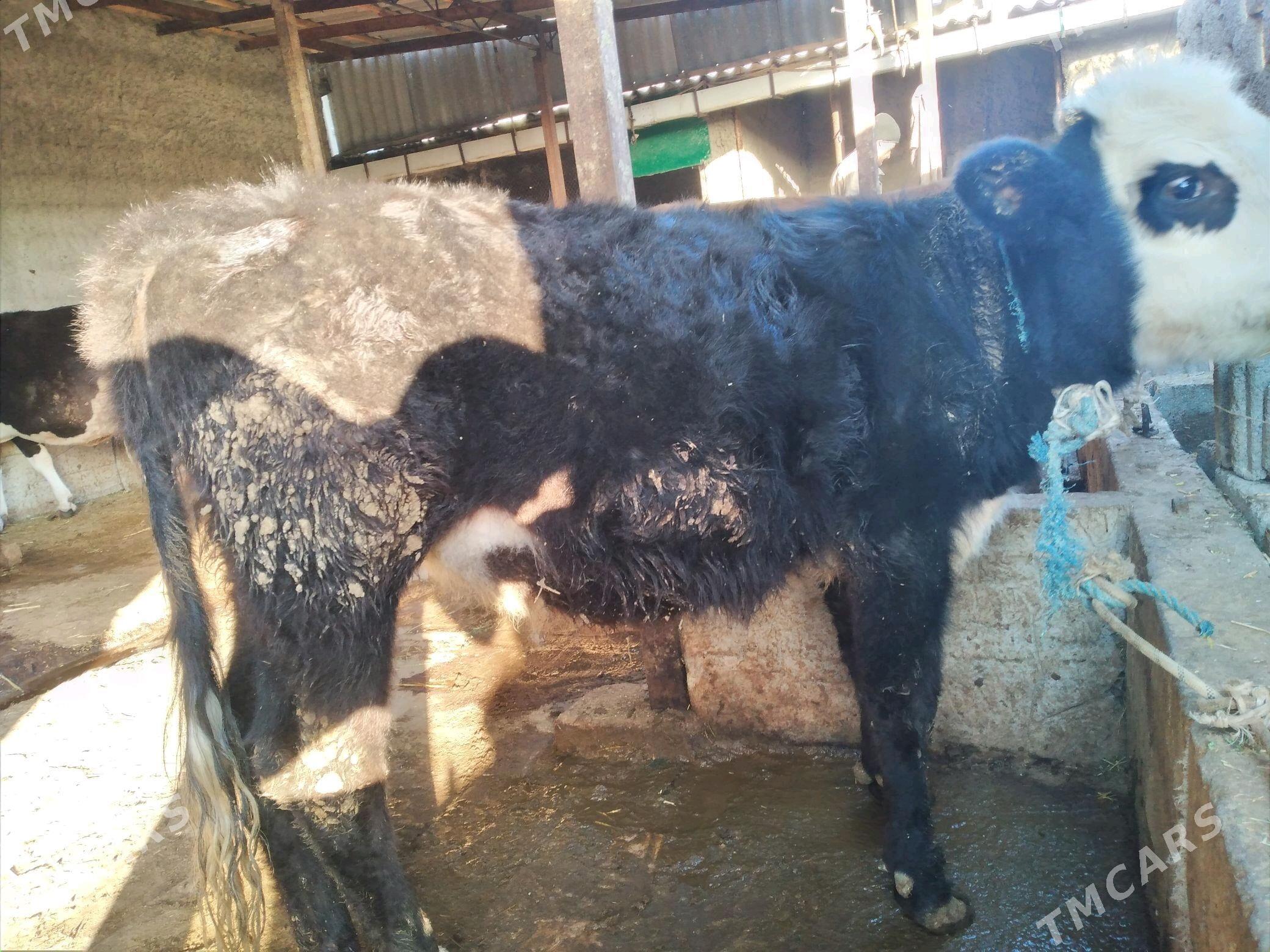 GIBRIT TUWE - Änew - img 1