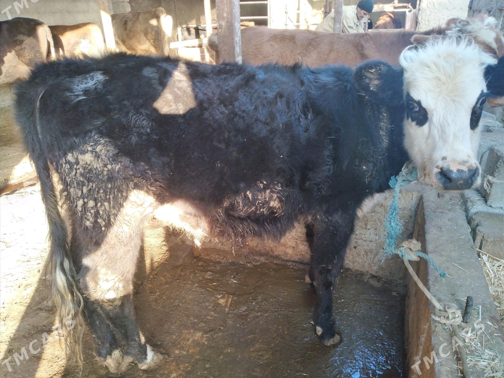 GIBRIT TUWE - Änew - img 2