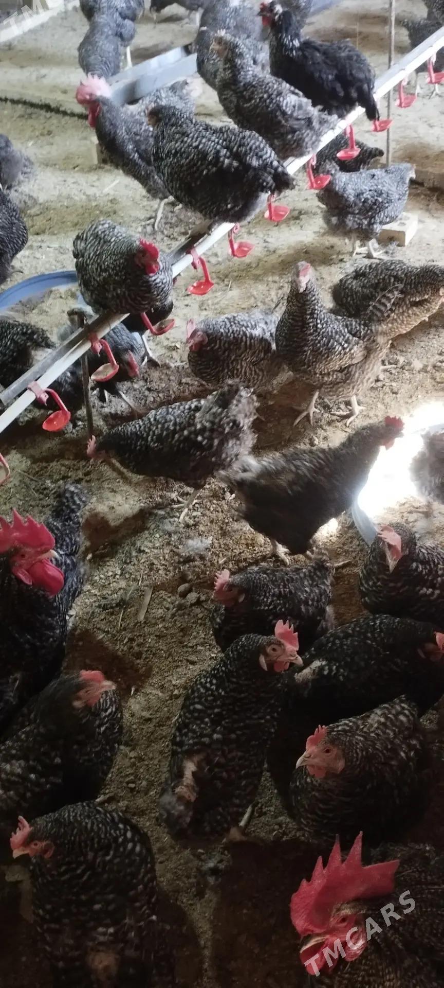 Dominant towuk ýumurtga  - Baýramaly - img 3