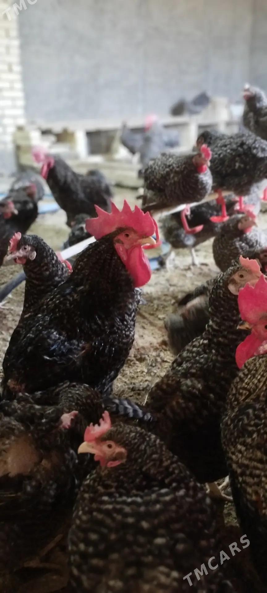 Dominant towuk ýumurtga  - Baýramaly - img 2