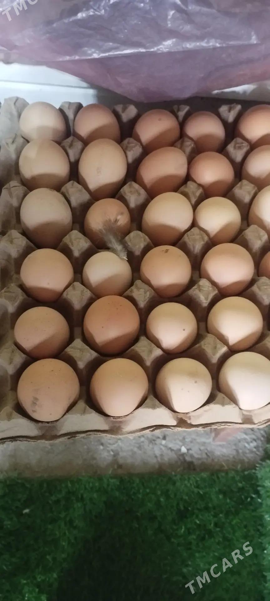 Dominant towuk ýumurtga  - Baýramaly - img 4