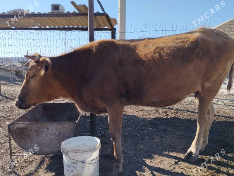 Sygyr - Эсенгулы - img 1