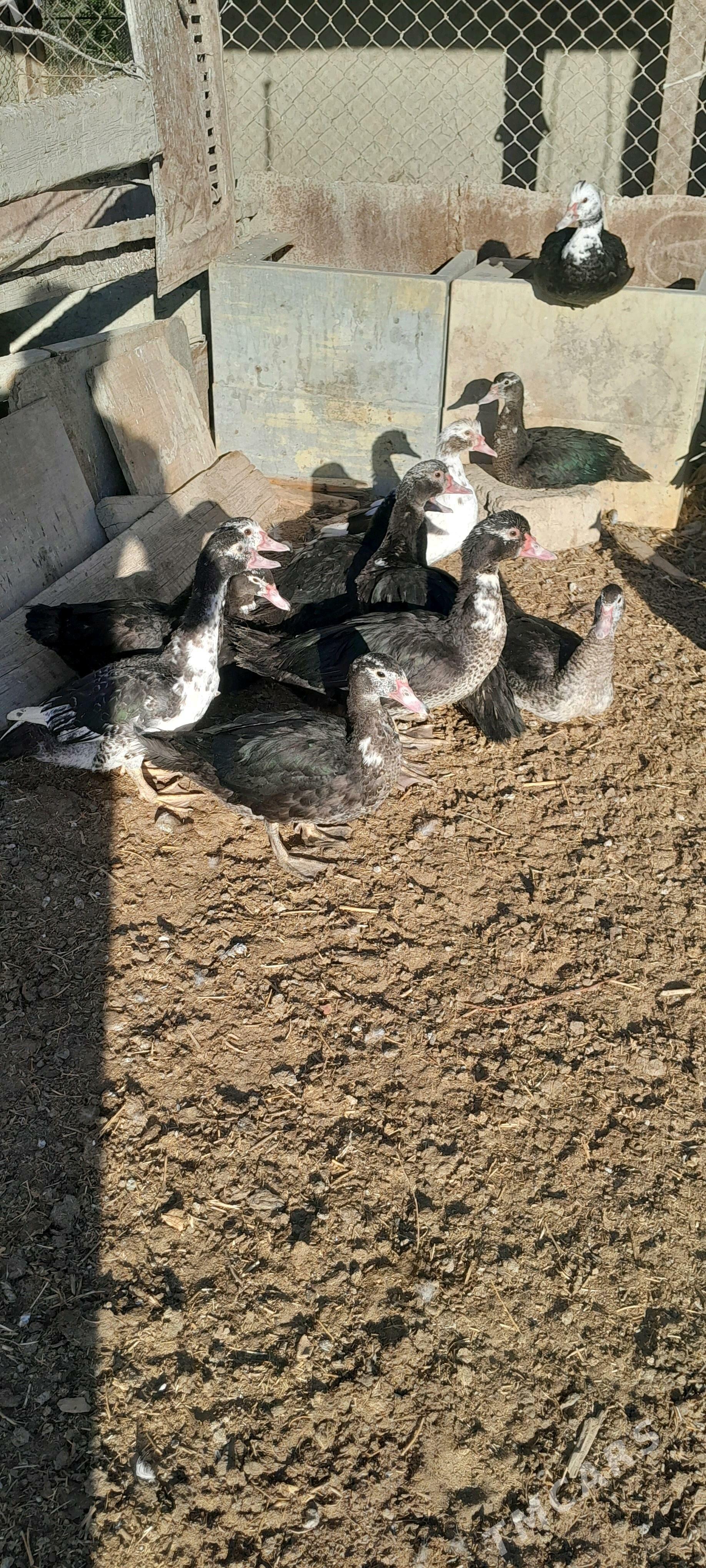 indautka - Кака - img 2