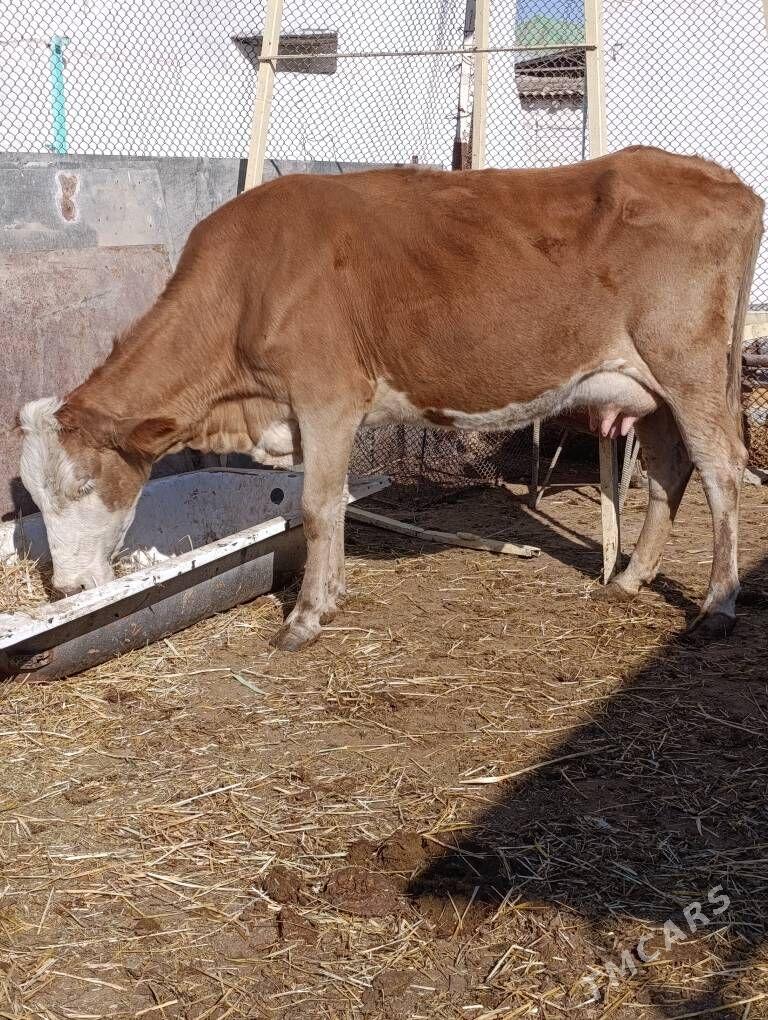 simental kelek goleli sygyr - Гёкдепе - img 9