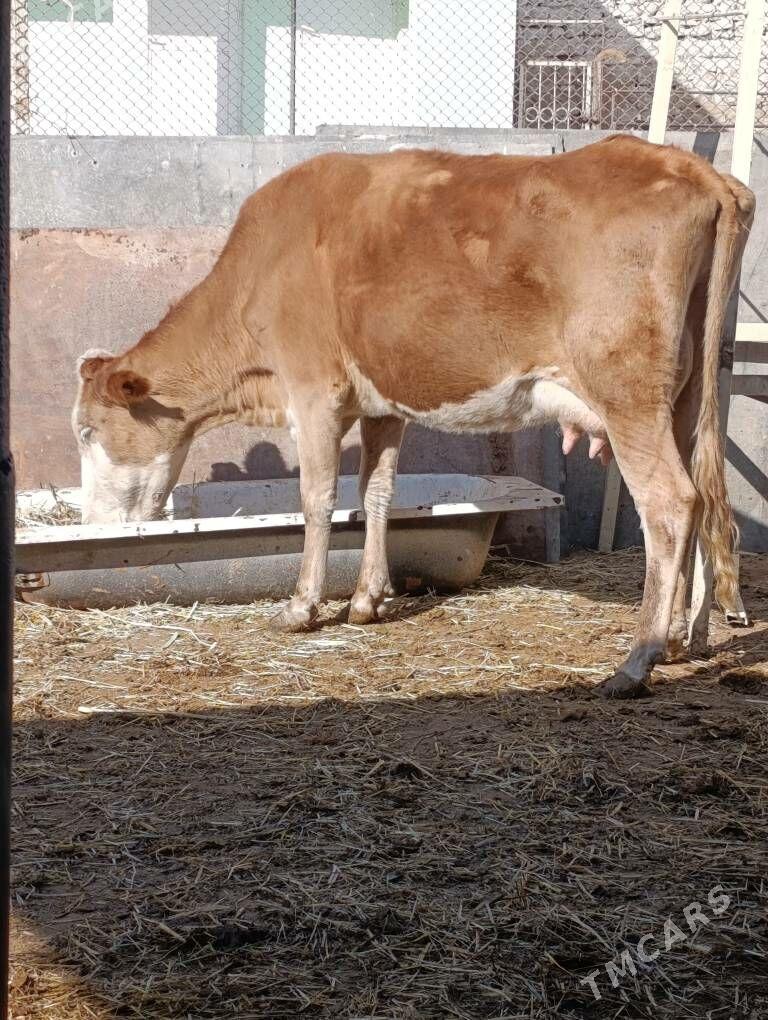 simental kelek goleli sygyr - Gökdepe - img 1