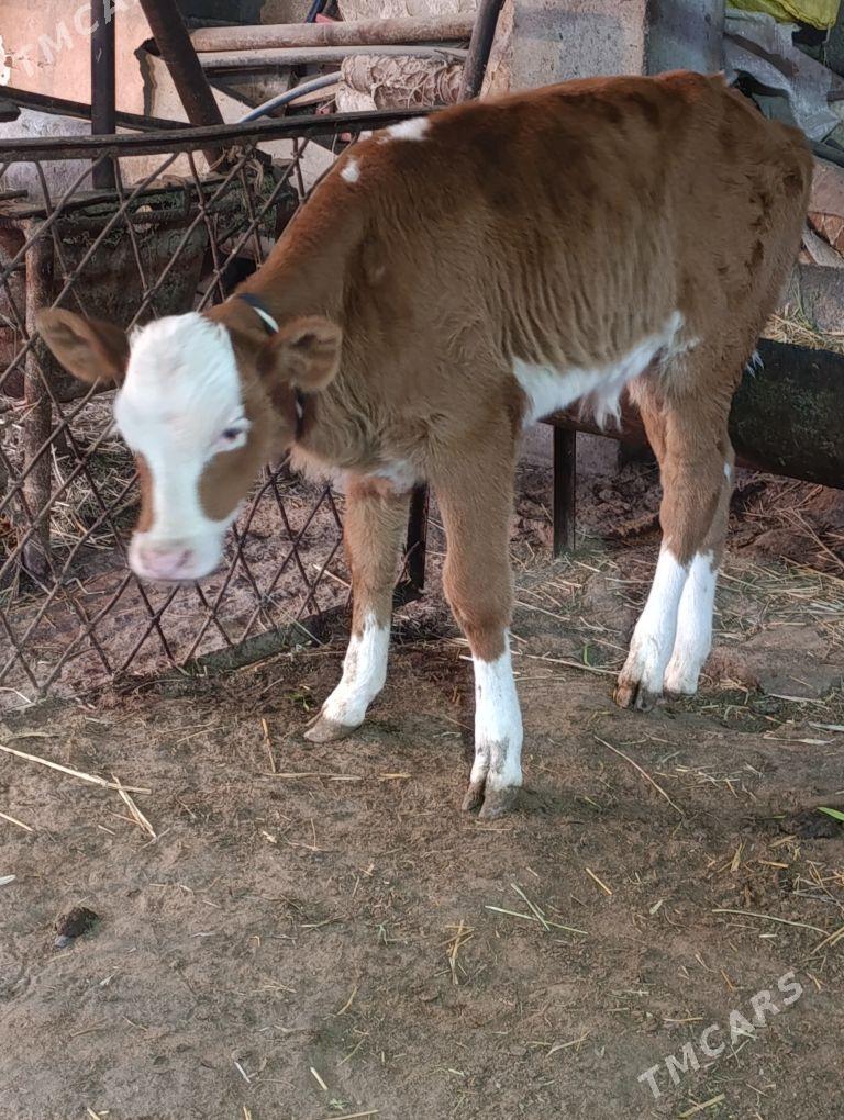 simental kelek goleli sygyr - Гёкдепе - img 8