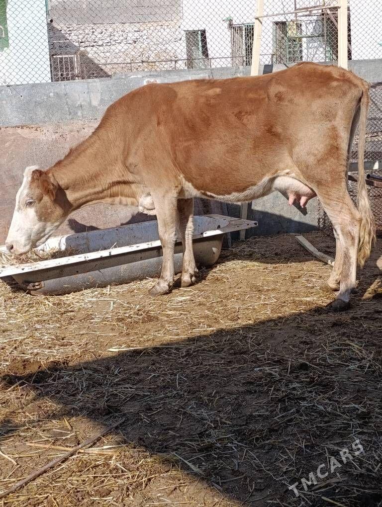 simental kelek goleli sygyr - Гёкдепе - img 5