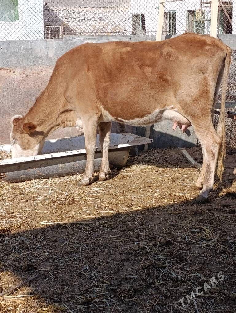 simental kelek goleli sygyr - Гёкдепе - img 3