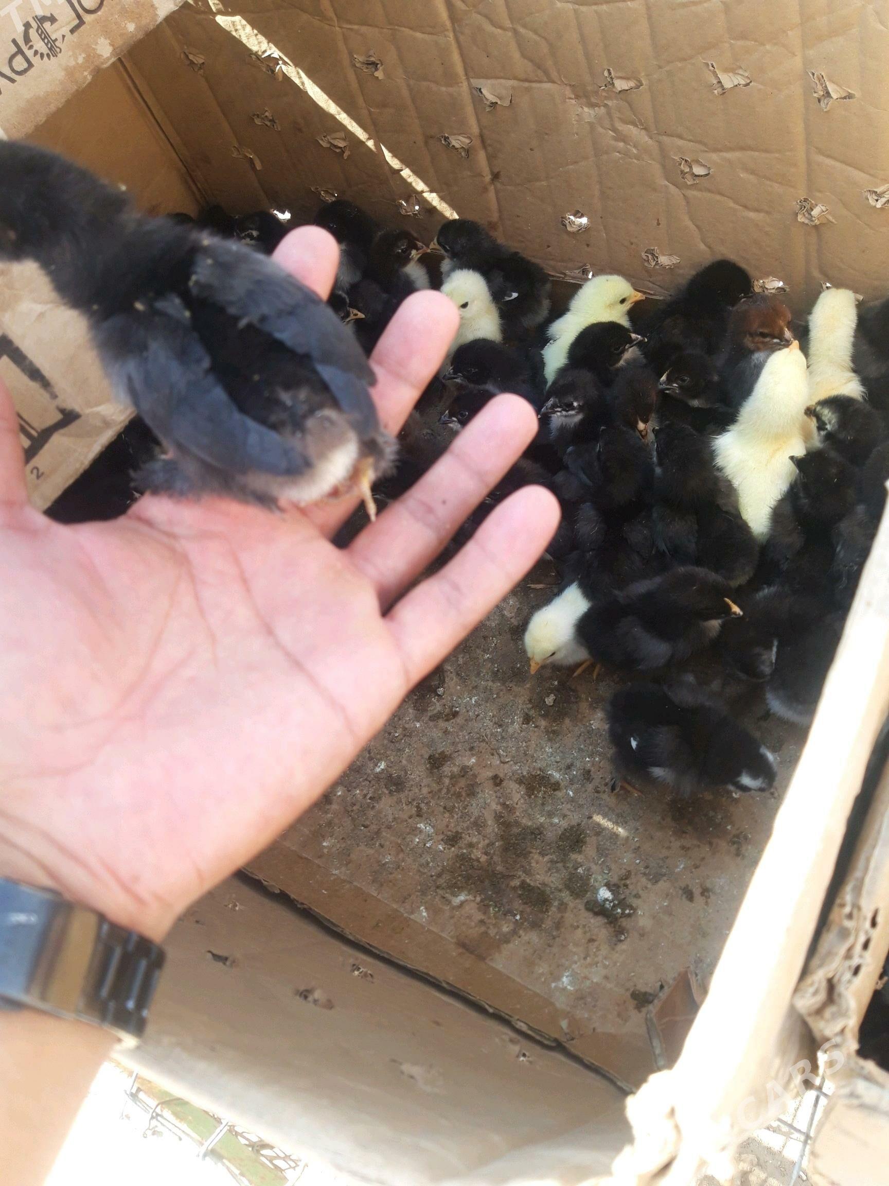 Balakly juyje yany cykan. - Baýramaly - img 2