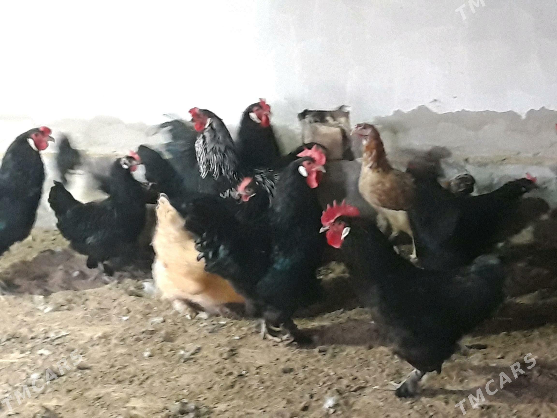 Balakly juyje yany cykan. - Baýramaly - img 3