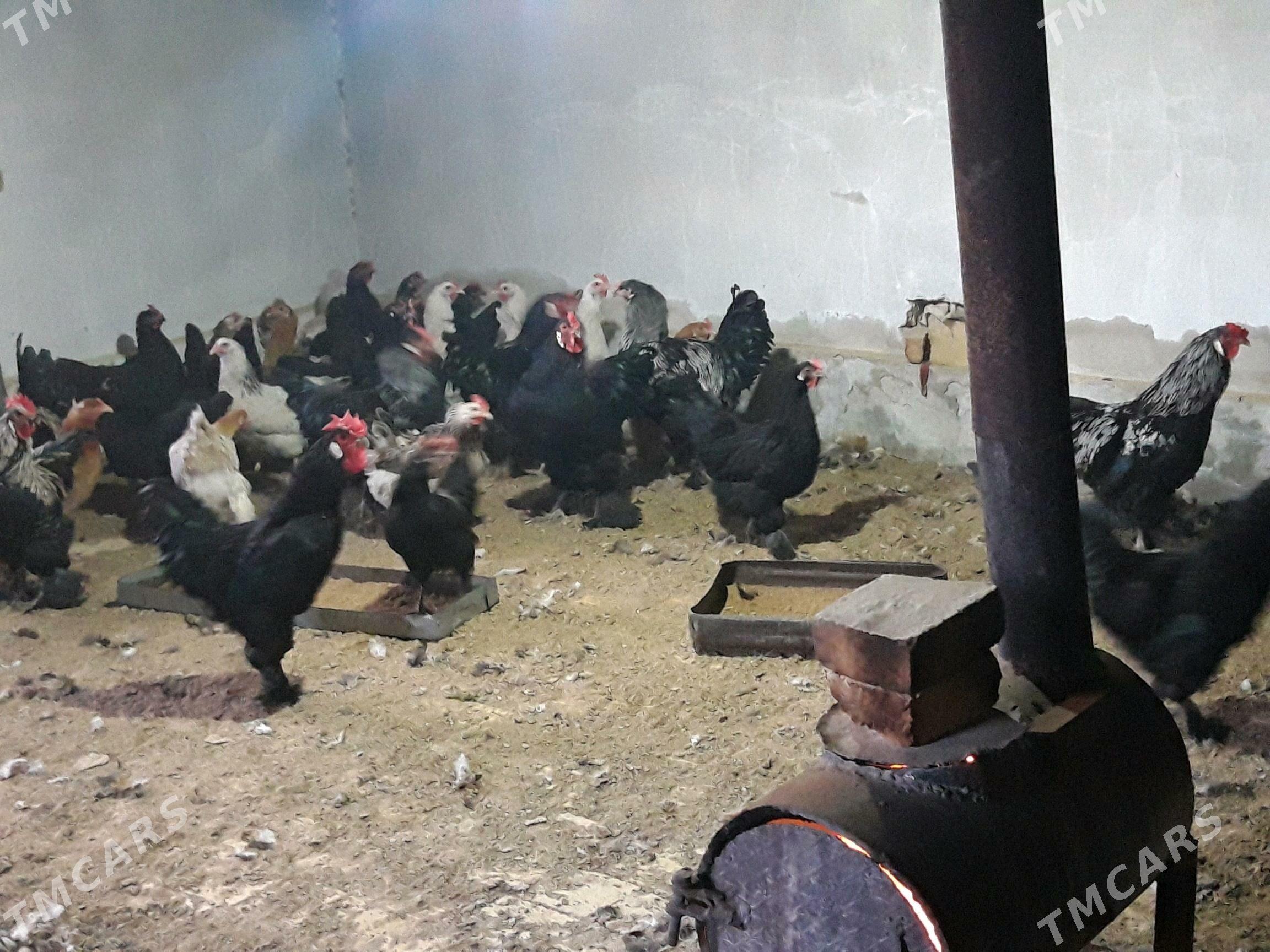 Balakly juyje yany cykan. - Baýramaly - img 4