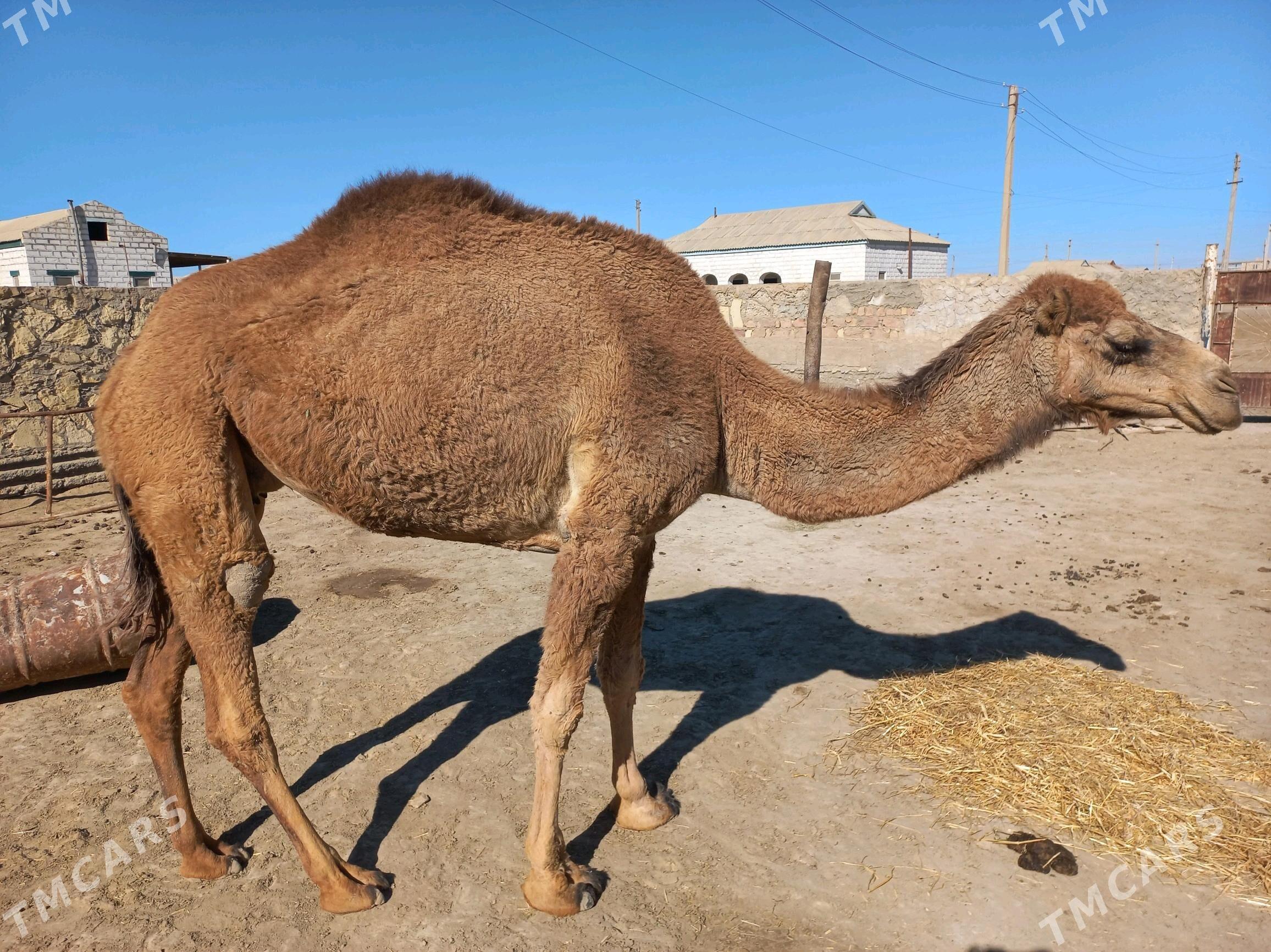 Duye - Эсенгулы - img 2