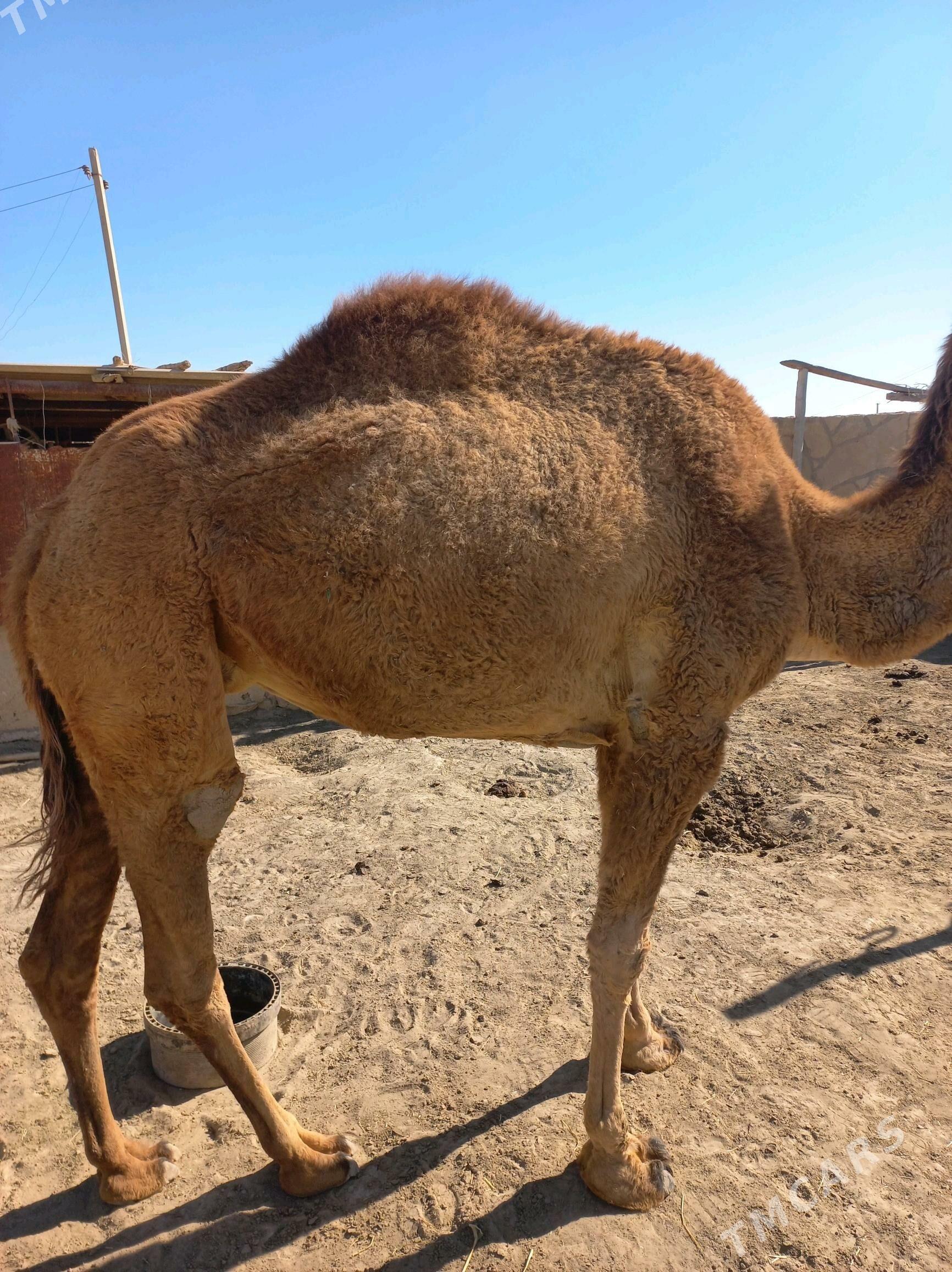 Duye - Эсенгулы - img 4