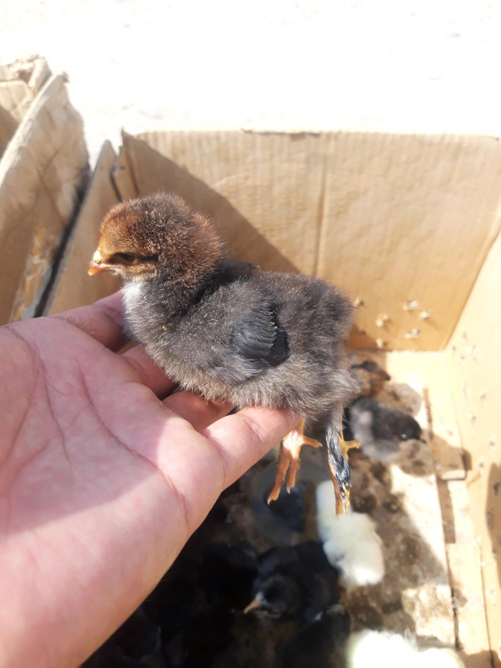 Balakly juyje yany cykan. - Baýramaly - img 1