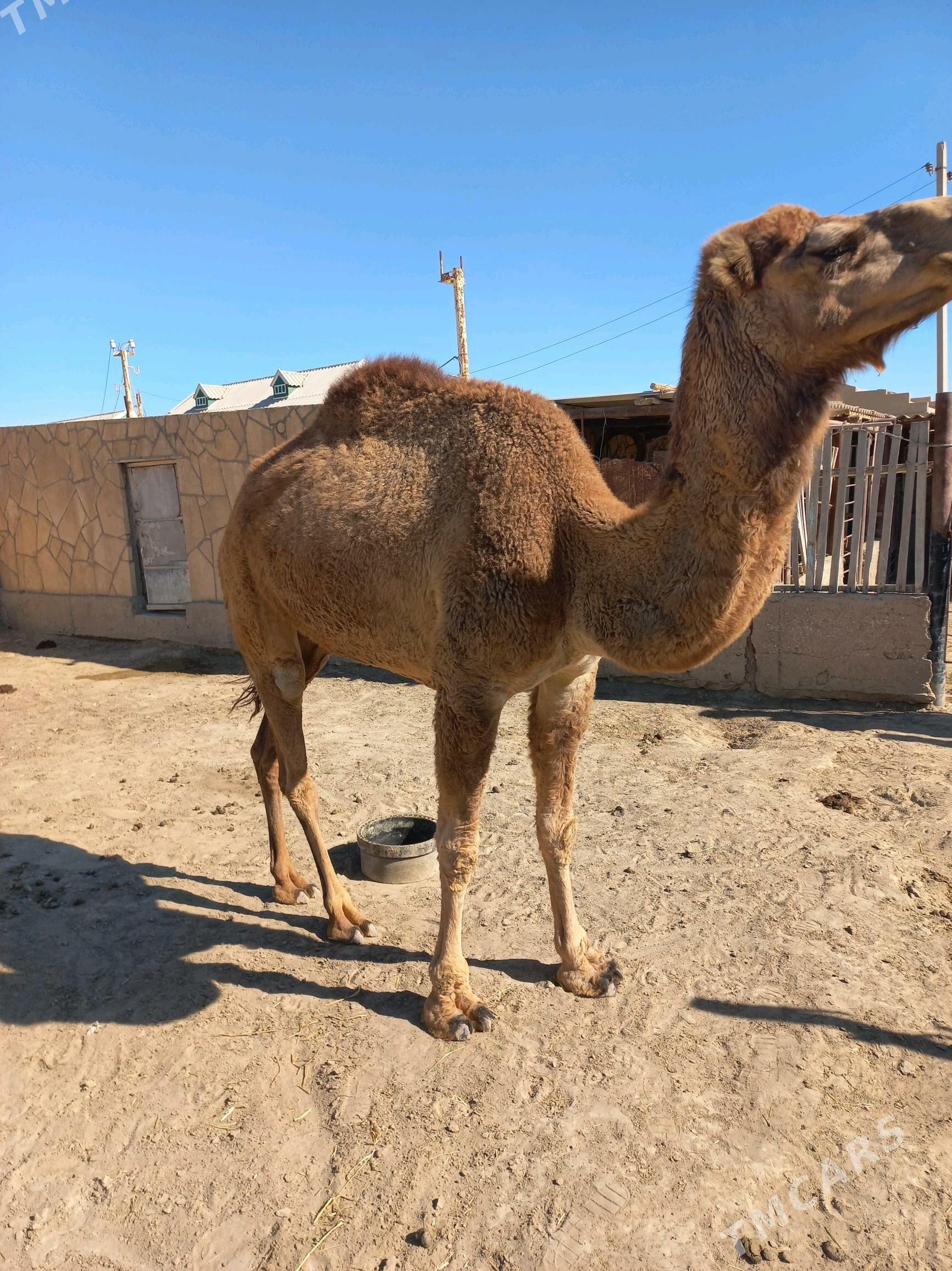 Duye - Эсенгулы - img 3