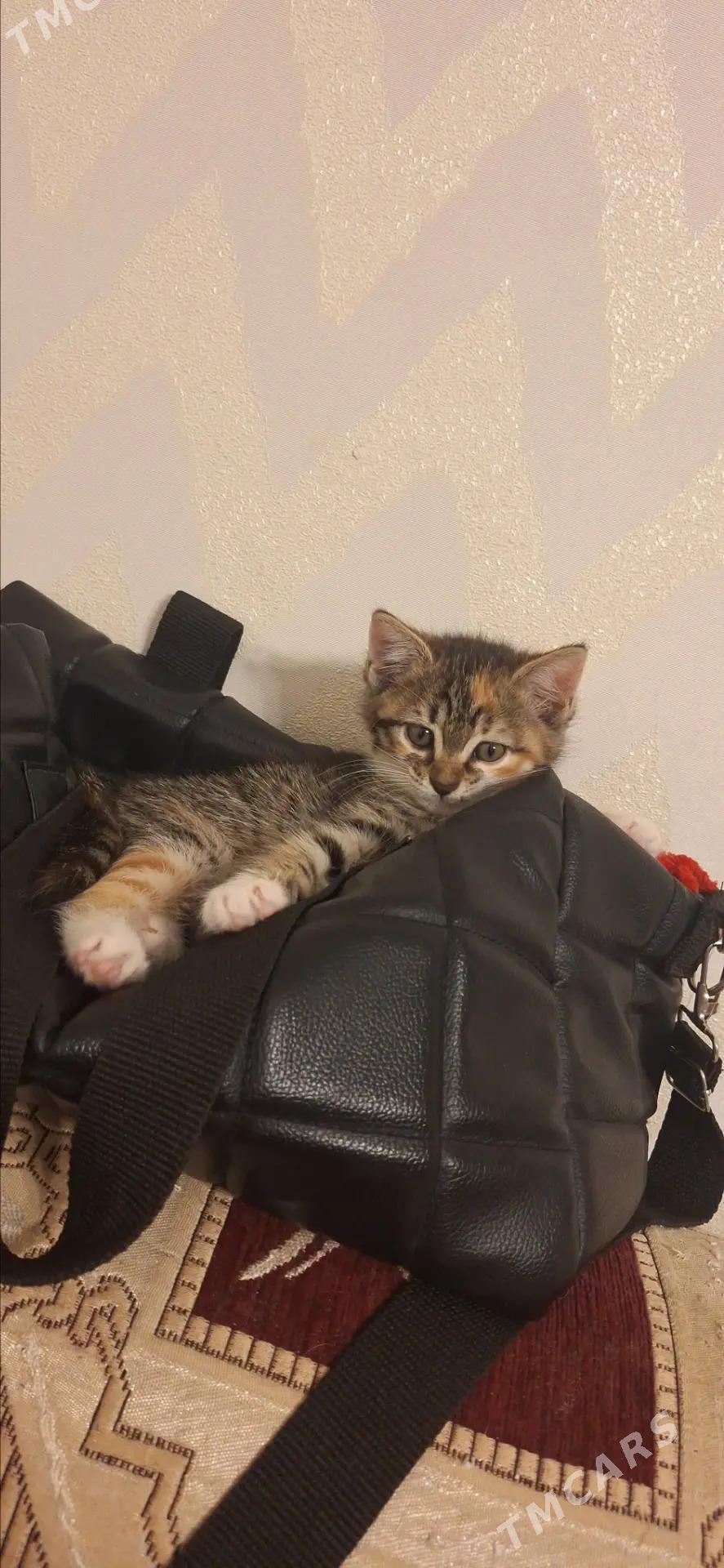 Девочки-котята - Aşgabat - img 3