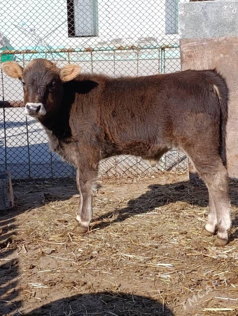 arginal okuz - Gökdepe - img 2