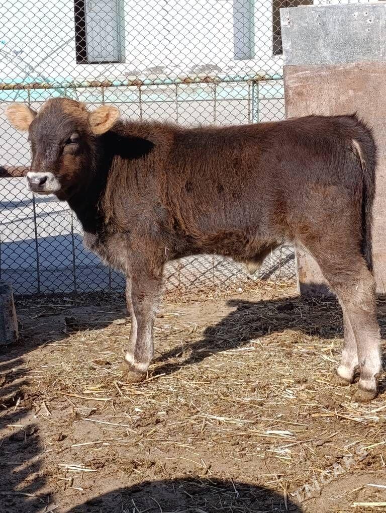 arginal okuz - Gökdepe - img 1