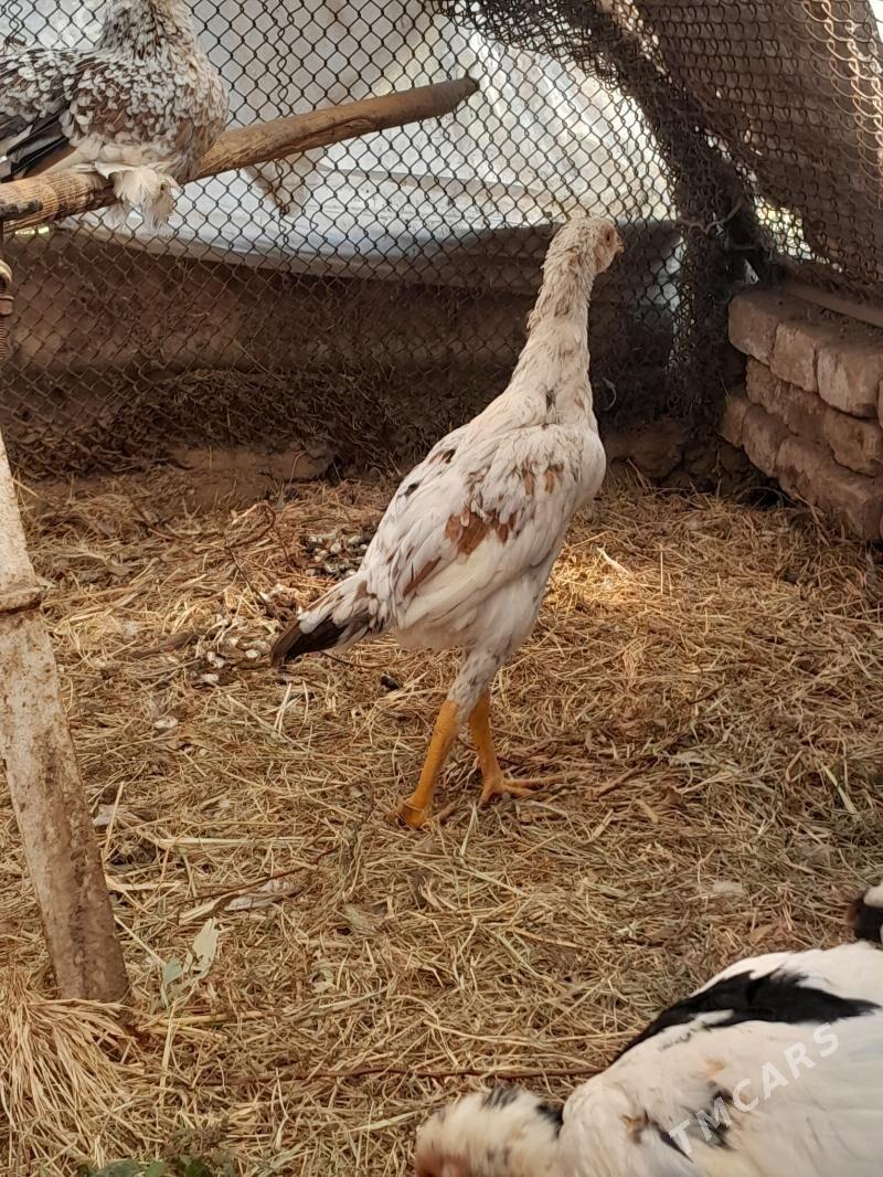 жуже - Мары - img 2