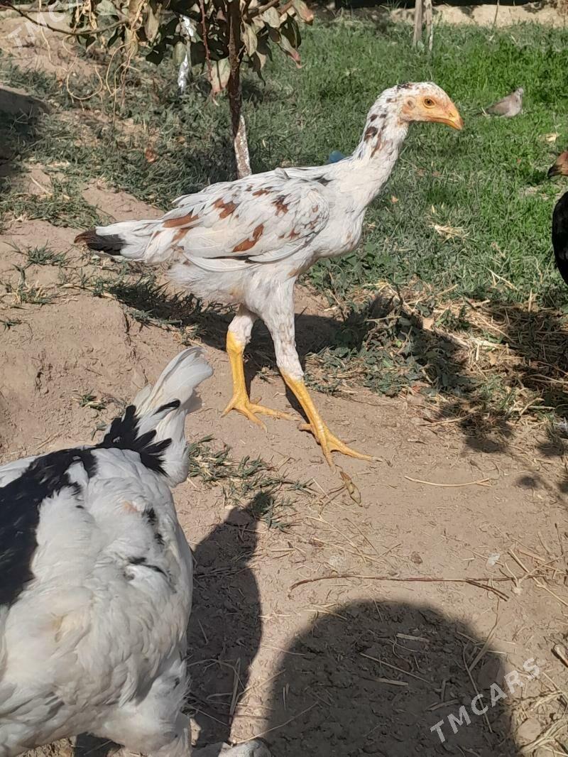 жуже - Мары - img 4