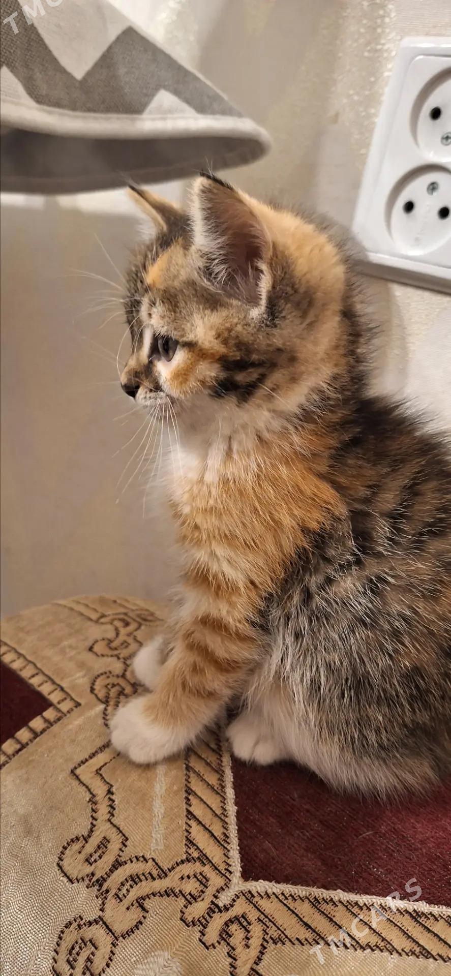 Девочки-котята - Aşgabat - img 2